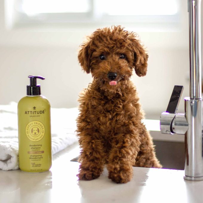 2-in-1 Nourishing Shampoo & Conditioner for Pets